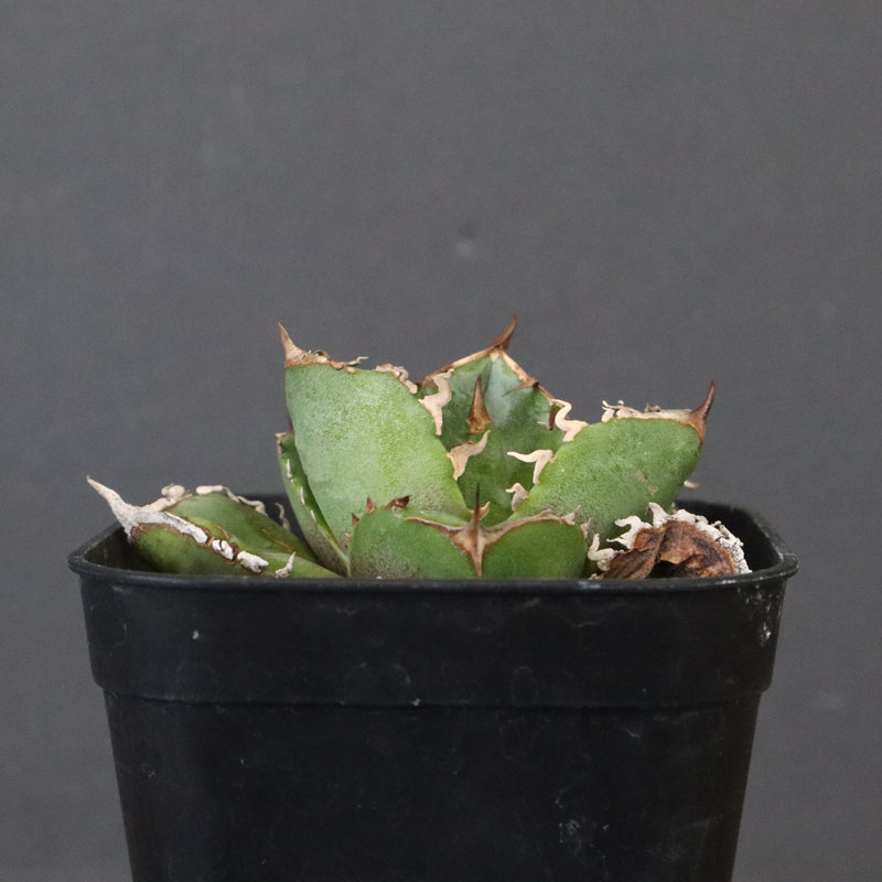 DRAGON AGAVE】アガベ CJ9 EC1254 – TaiShoDo ONLINE SHOP