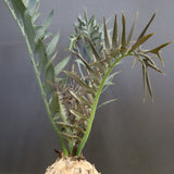 エンセファラルトス ホリダス 89　　