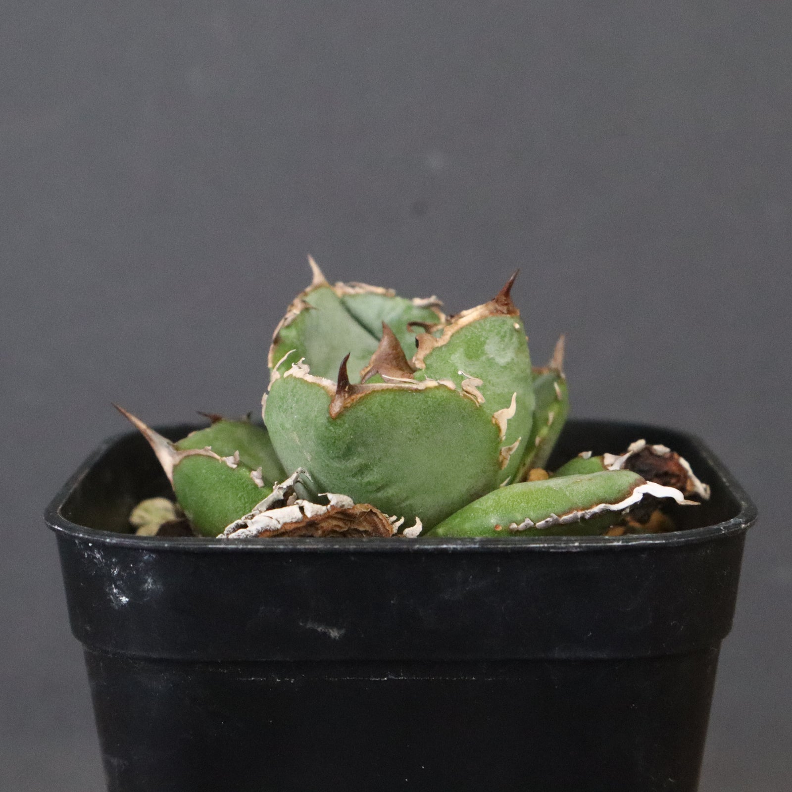 DRAGON AGAVE】アガベ CJ9 EC1254 – TaiShoDo ONLINE SHOP