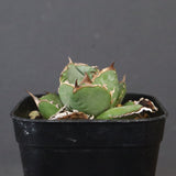 【DRAGON AGAVE】アガベ  CJ9   EC1254