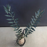 エンセファラルトス ホリダス 89　　