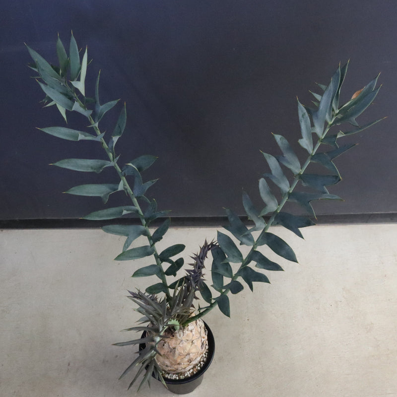 エンセファラルトス ホリダス 89　　