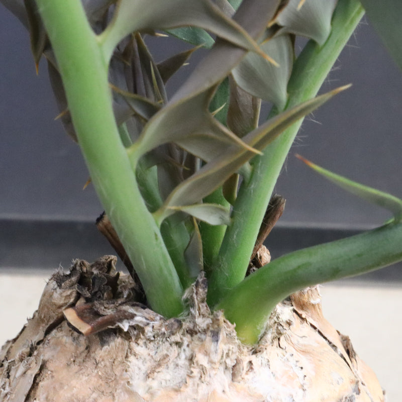 エンセファラルトス ホリダス 89　　