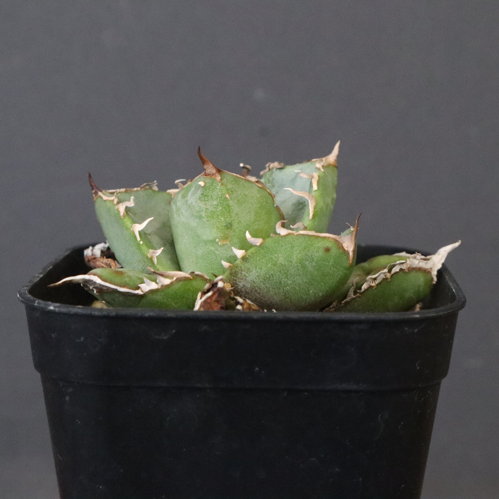 DRAGON AGAVE】アガベ CJ9 EC1254 – TaiShoDo ONLINE SHOP
