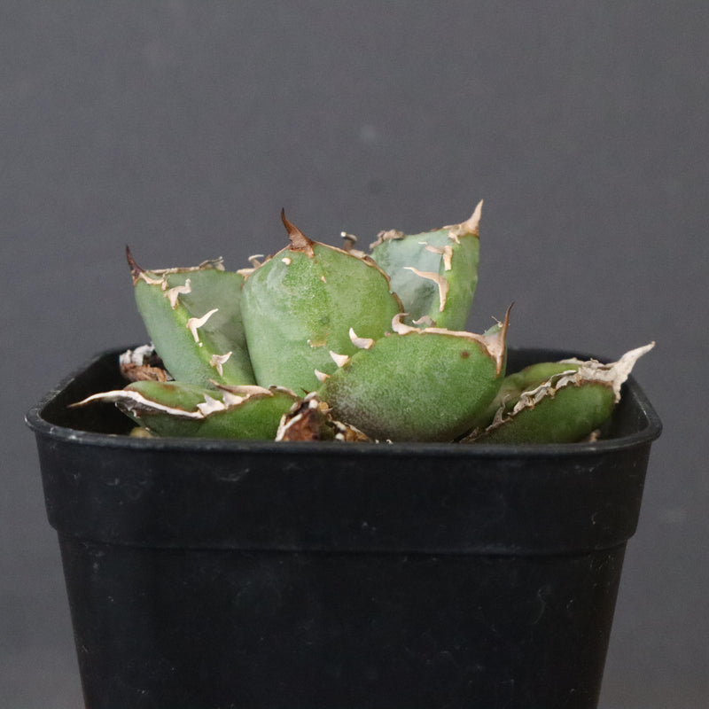 DRAGON AGAVE】アガベ CJ9 EC1254 – TaiShoDo ONLINE SHOP