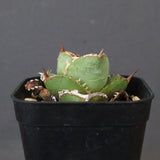 【DRAGON AGAVE】アガベ  CJ9   EC1254