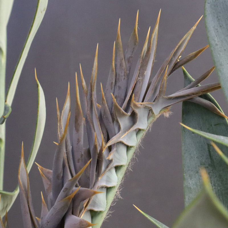 エンセファラルトス ホリダス 89　　