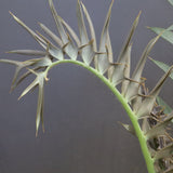 エンセファラルトス ホリダス 89　　