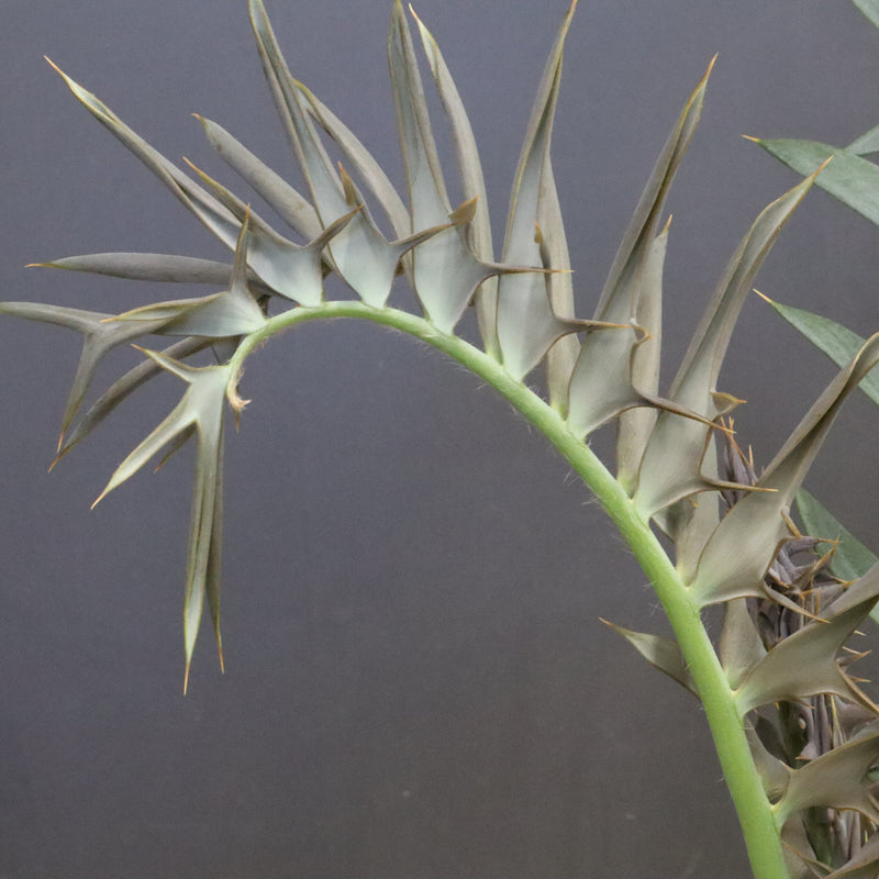 エンセファラルトス ホリダス 89　　