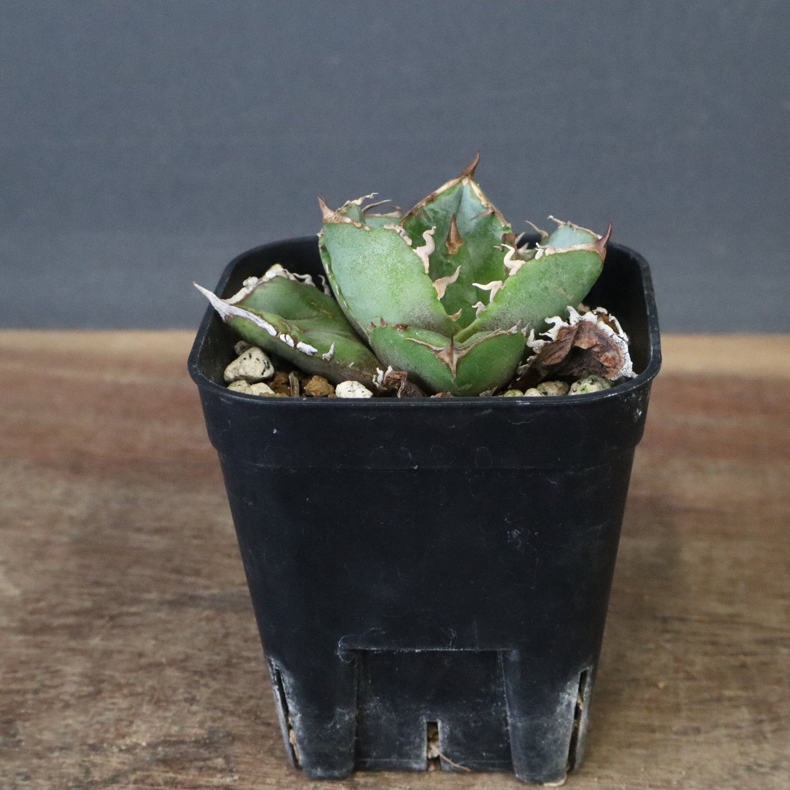 DRAGON AGAVE】アガベ CJ9 EC1254 – TaiShoDo ONLINE SHOP