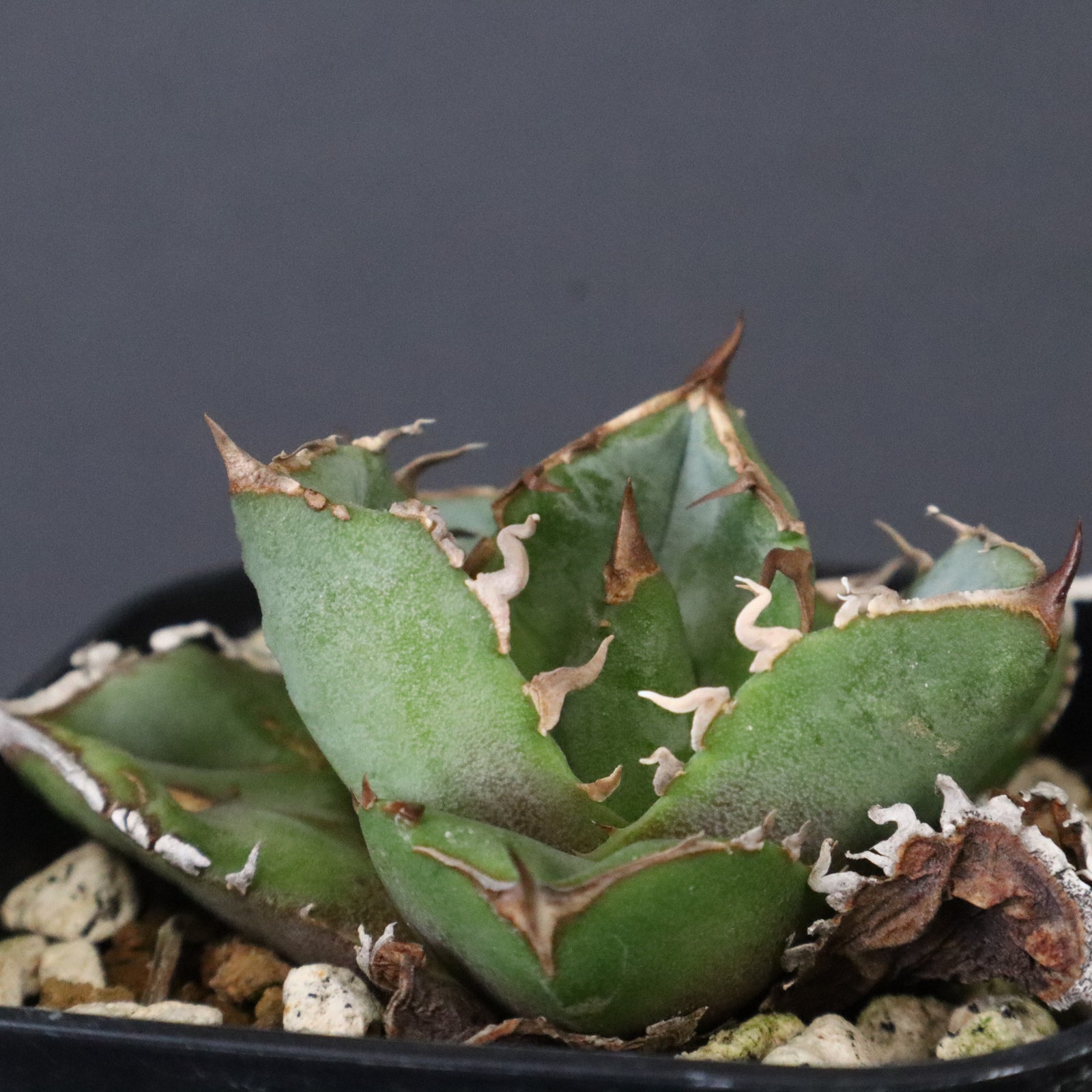 DRAGON AGAVE】アガベ CJ9 EC1254 – TaiShoDo ONLINE SHOP