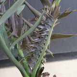 エンセファラルトス ホリダス 89　　