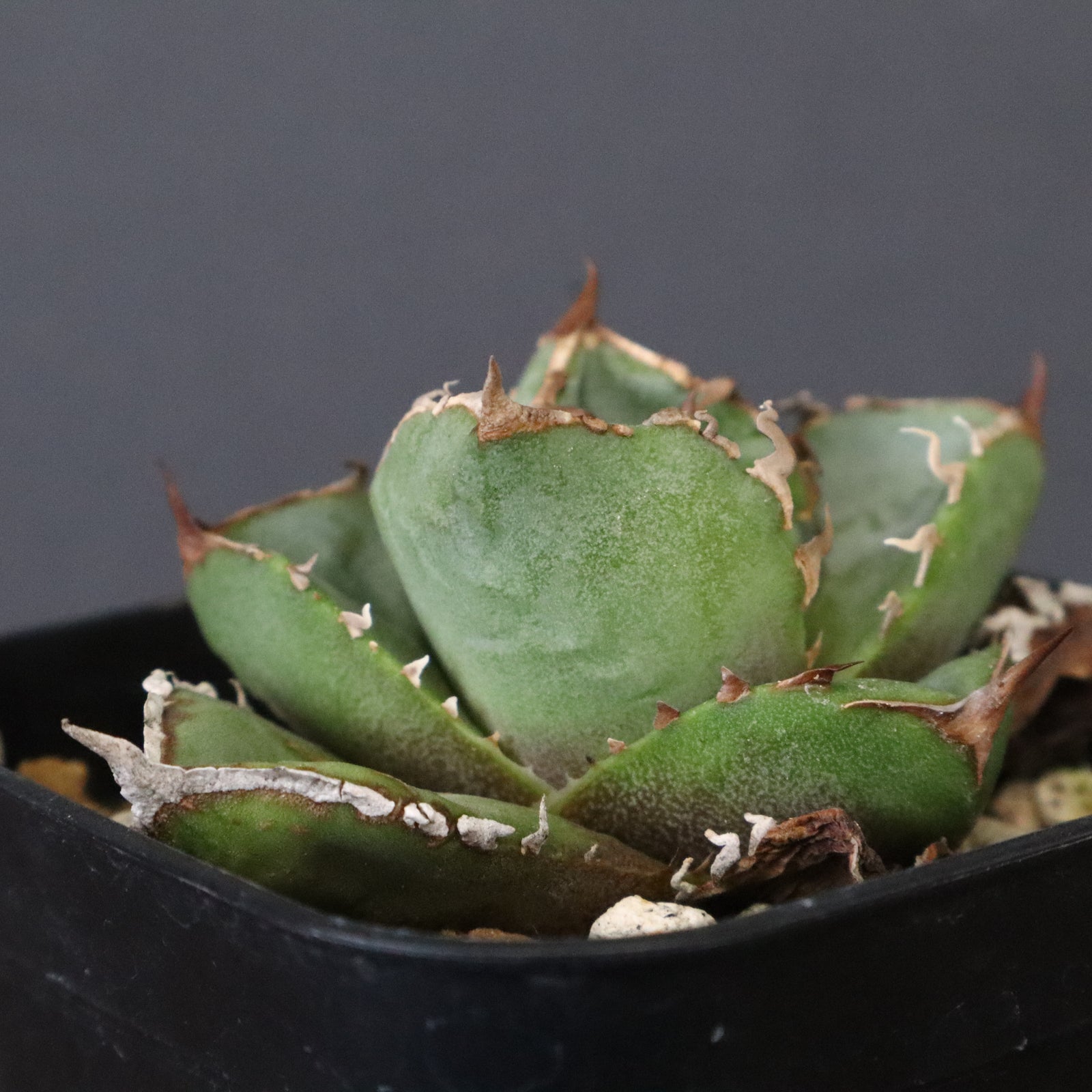 DRAGON AGAVE】アガベ CJ9 EC1254 – TaiShoDo ONLINE SHOP
