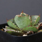 【DRAGON AGAVE】アガベ  CJ9   EC1254