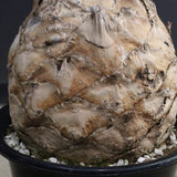 エンセファラルトス ホリダス 89　　