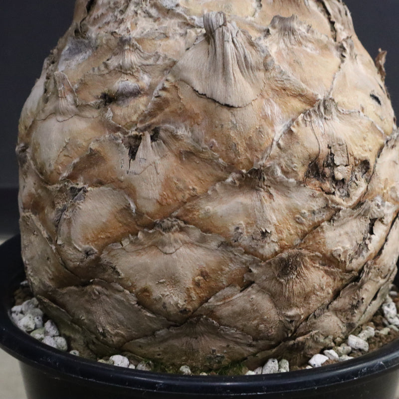 エンセファラルトス ホリダス 89　　