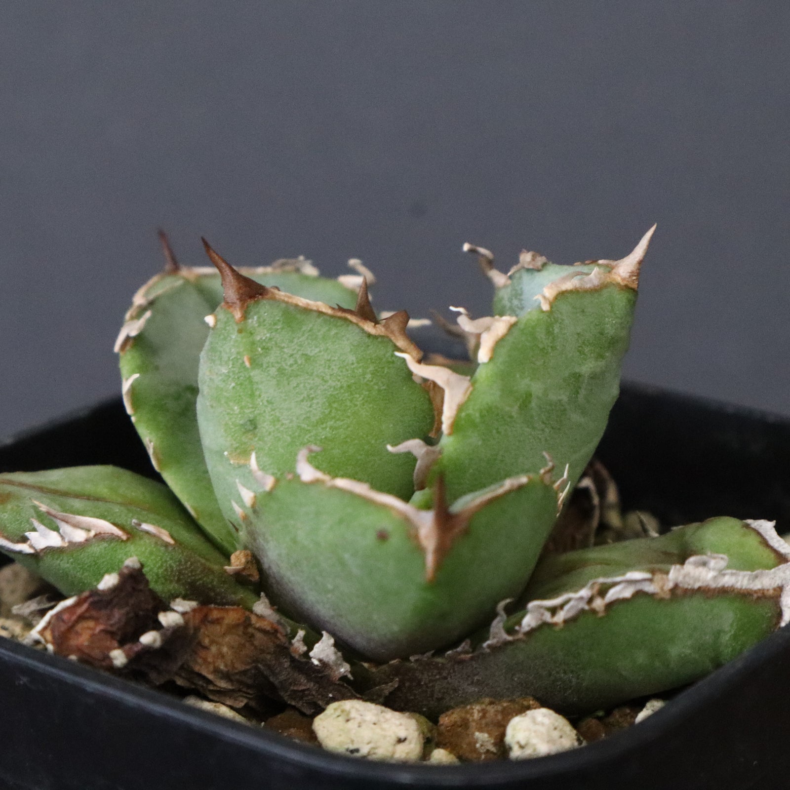 DRAGON AGAVE】アガベ CJ9 EC1254 – TaiShoDo ONLINE SHOP