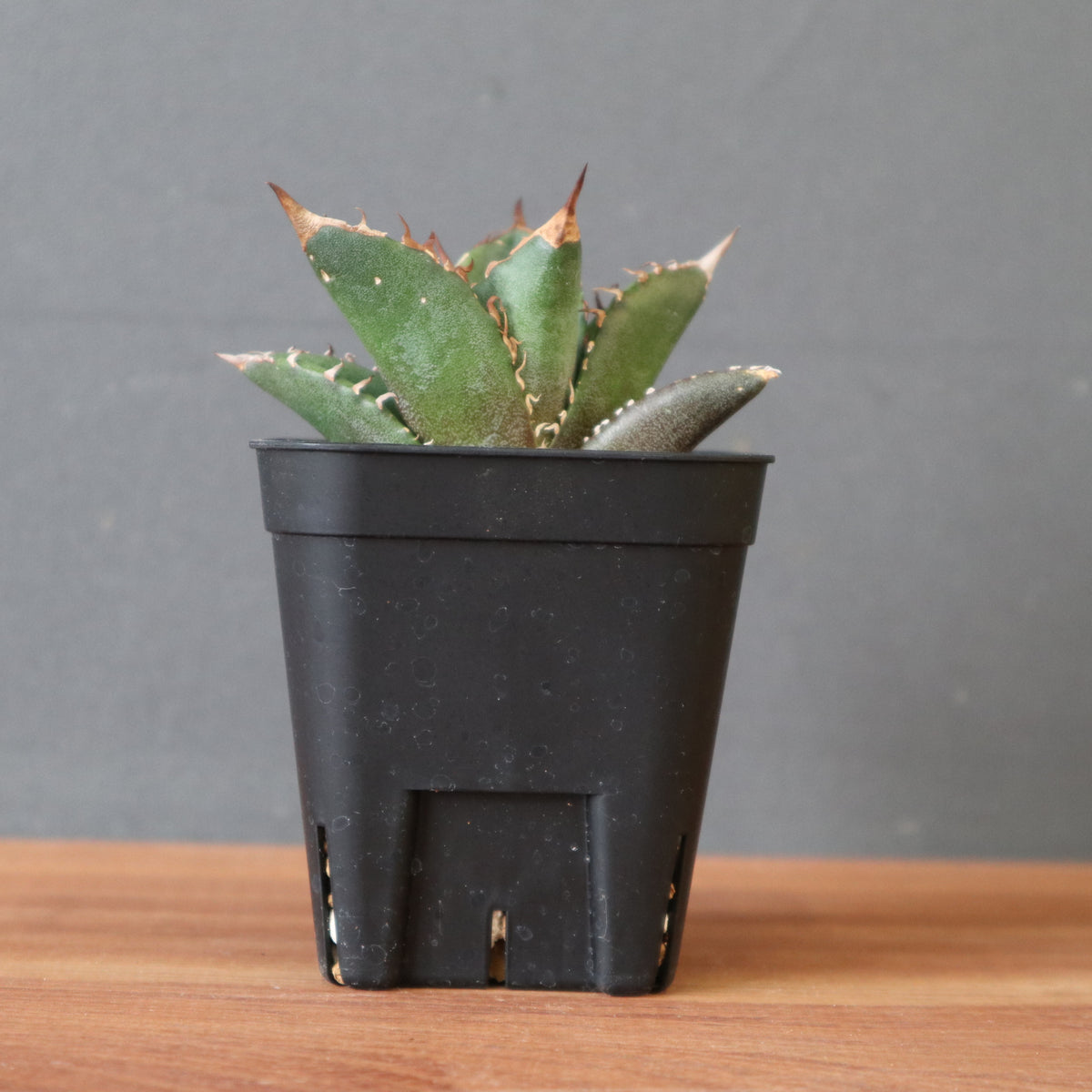 ベアルート – TaiShoDo ONLINE SHOP