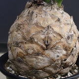 エンセファラルトス ホリダス 89　　