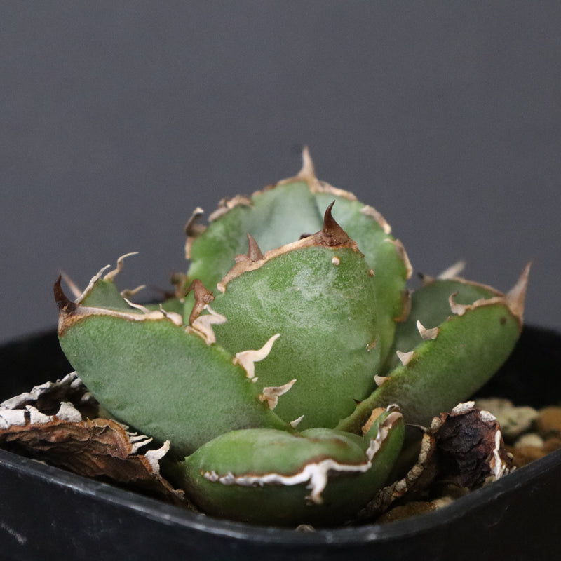DRAGON AGAVE】アガベ CJ9 EC1254 – TaiShoDo ONLINE SHOP