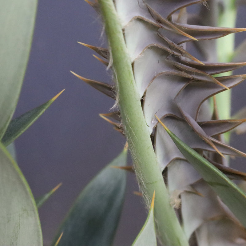 エンセファラルトス ホリダス 89　　