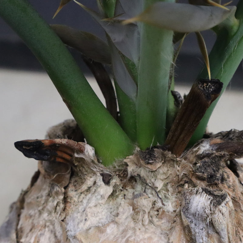 エンセファラルトス ホリダス 89　　