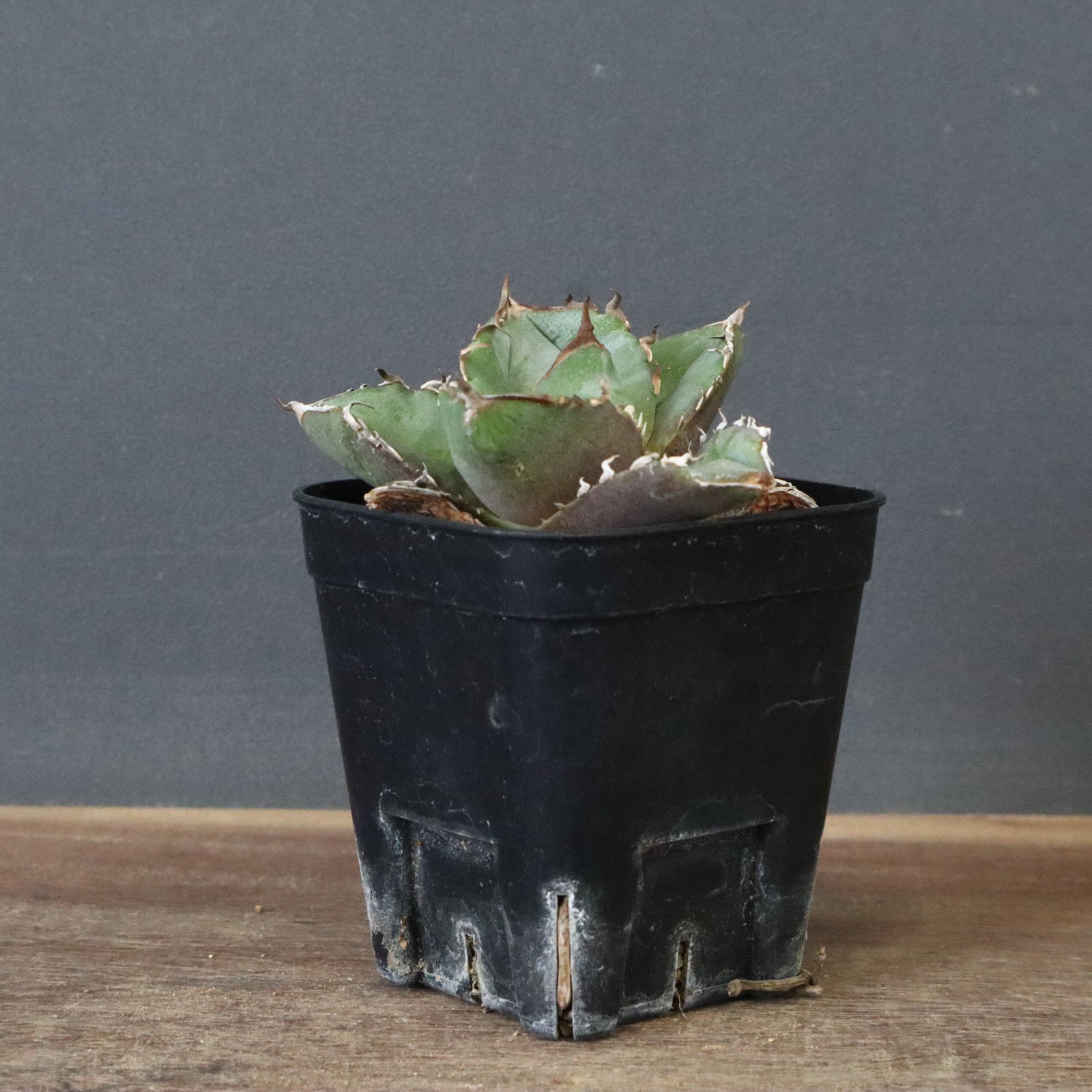 DRAGON AGAVE】アガベ CJ9 EC1255 – TaiShoDo ONLINE SHOP