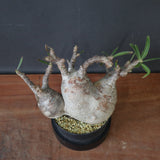 P.グラキリス 1241