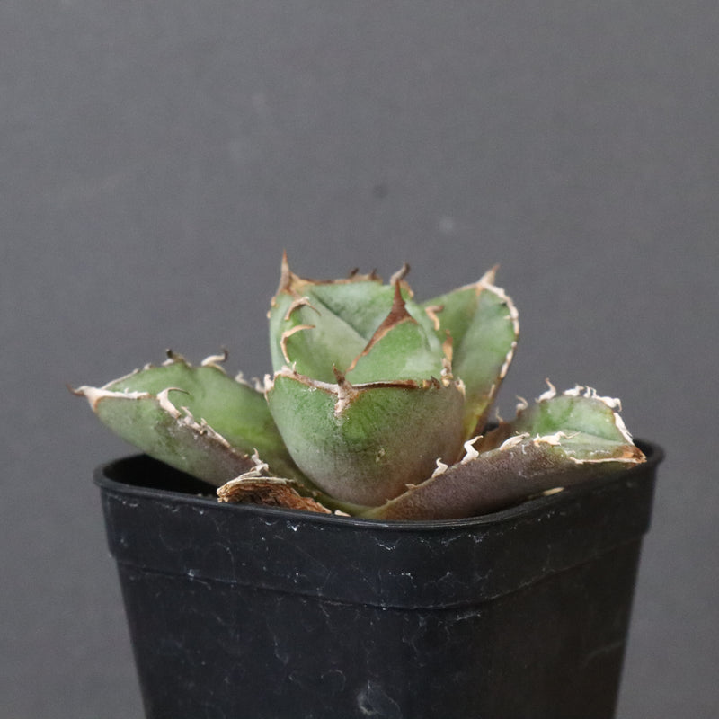 DRAGON AGAVE】アガベ CJ9 EC1255 – TaiShoDo ONLINE SHOP