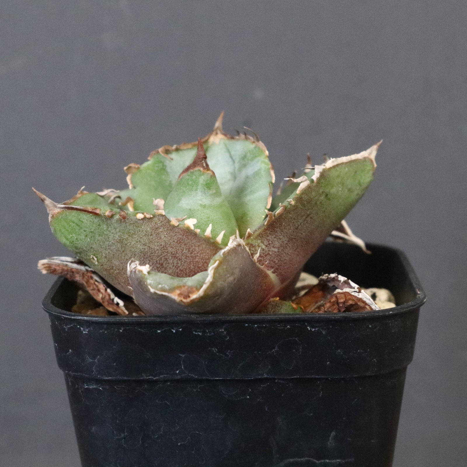 DRAGON AGAVE】アガベ CJ9 EC1255 – TaiShoDo ONLINE SHOP