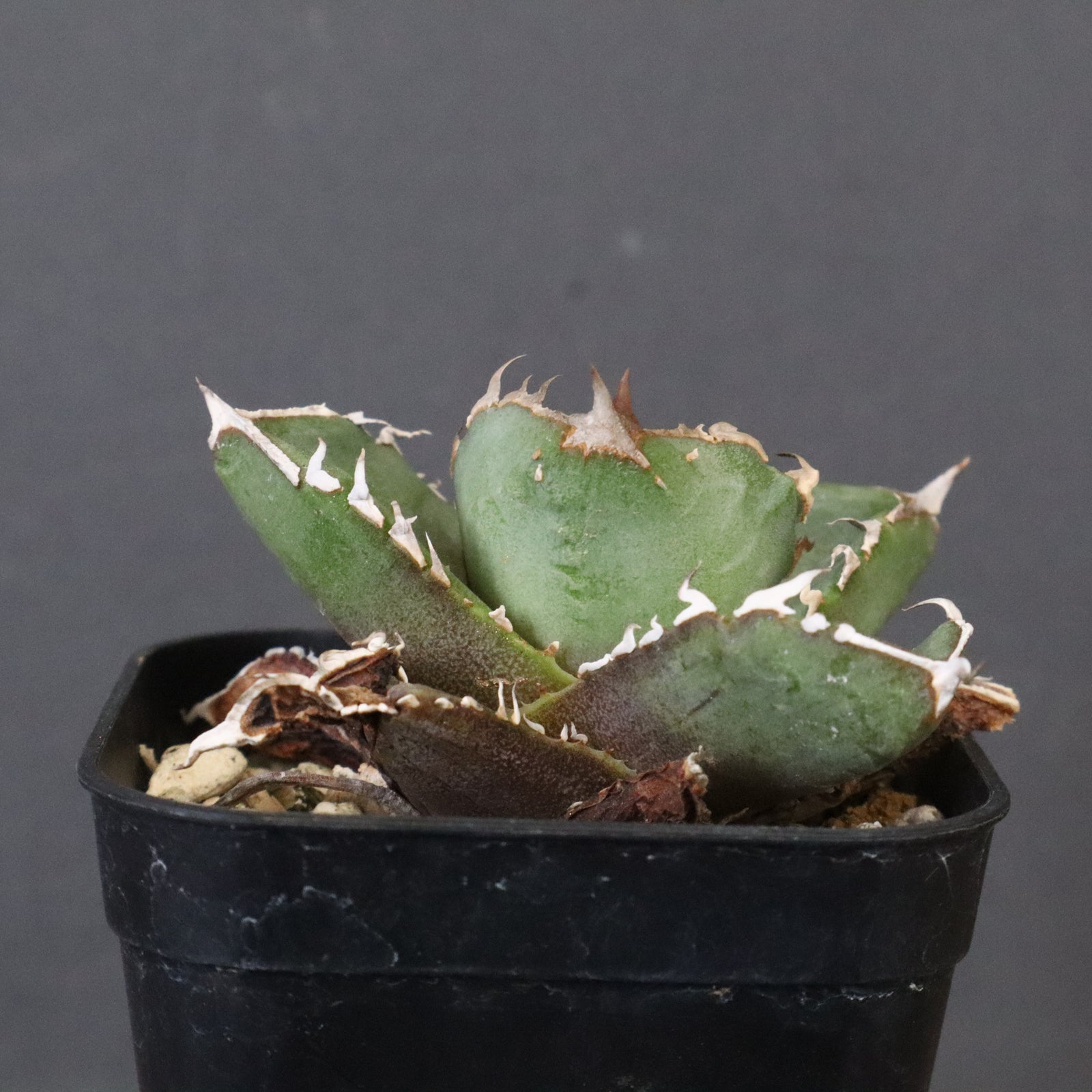 DRAGON AGAVE】アガベ CJ9 EC1255 – TaiShoDo ONLINE SHOP