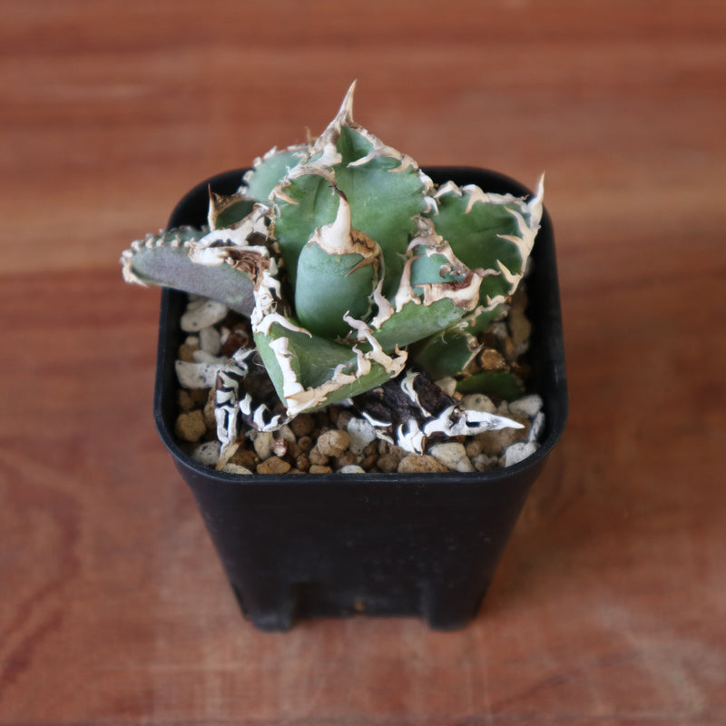 アガベ 白豪刺 EC2494 – TaiShoDo ONLINE SHOP