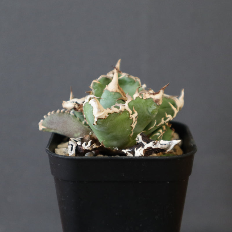アガベ 白豪刺 EC2494 – TaiShoDo ONLINE SHOP