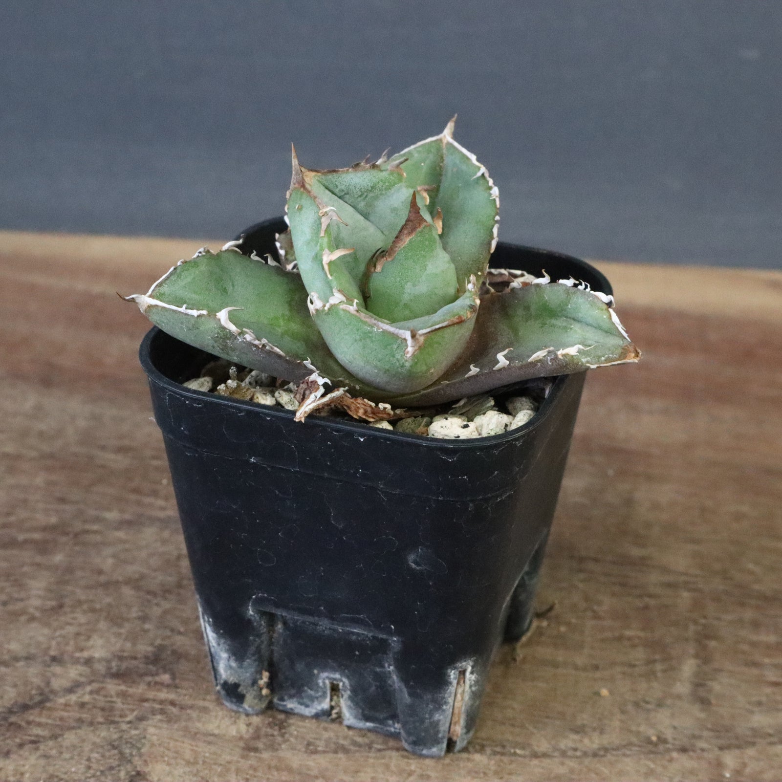 DRAGON AGAVE】アガベ CJ9 EC1255 – TaiShoDo ONLINE SHOP