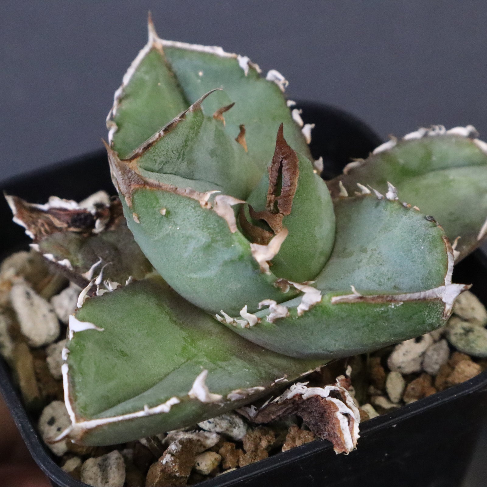 DRAGON AGAVE】アガベ CJ9 EC1255 – TaiShoDo ONLINE SHOP