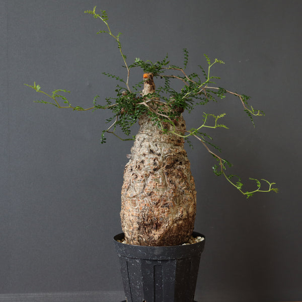 オペルクリカリア・パキプス – TaiShoDo ONLINE SHOP 