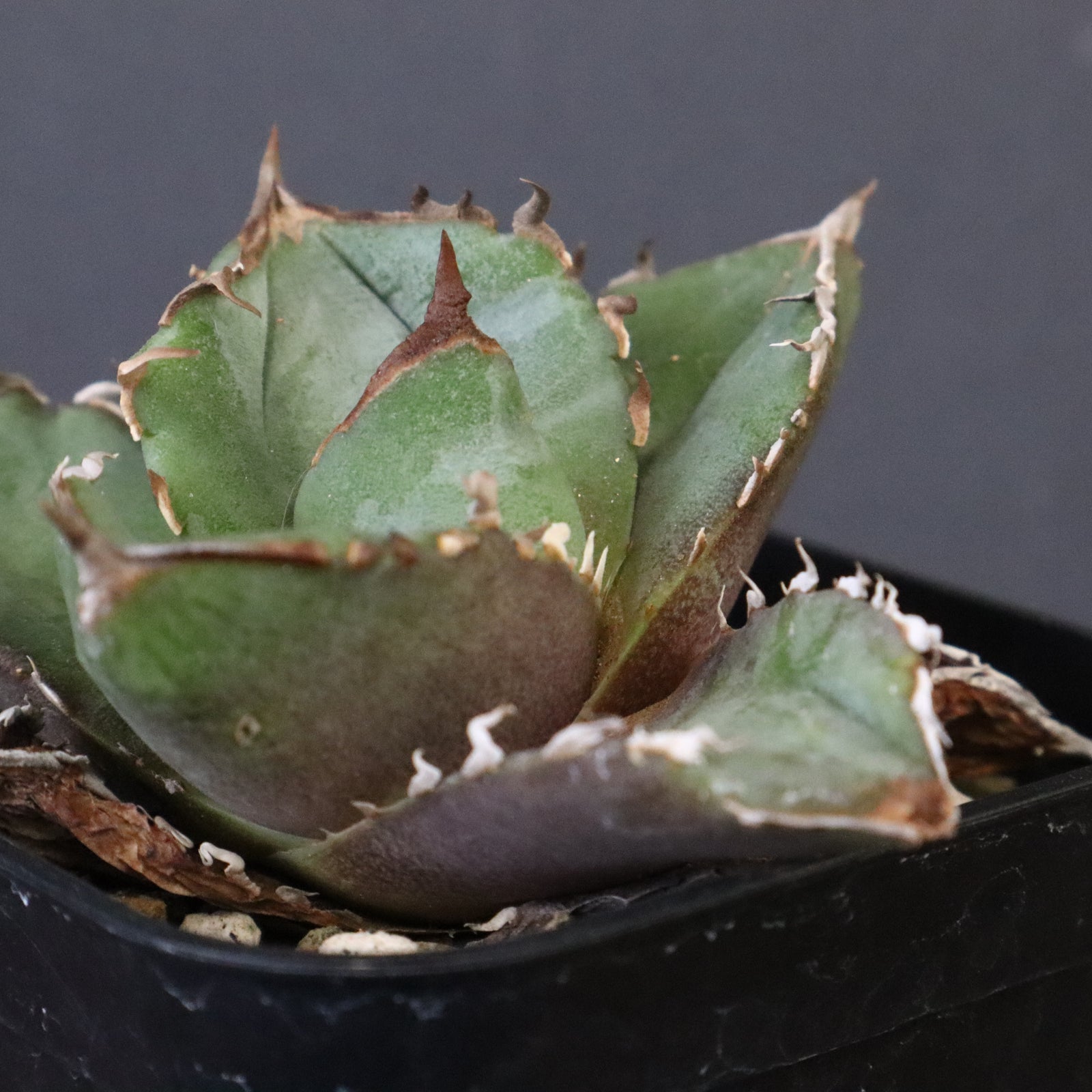 DRAGON AGAVE】アガベ CJ9 EC1255 – TaiShoDo ONLINE SHOP