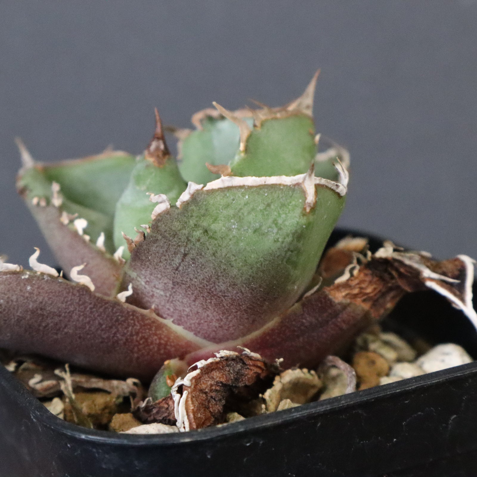 DRAGON AGAVE】アガベ CJ9 EC1255 – TaiShoDo ONLINE SHOP