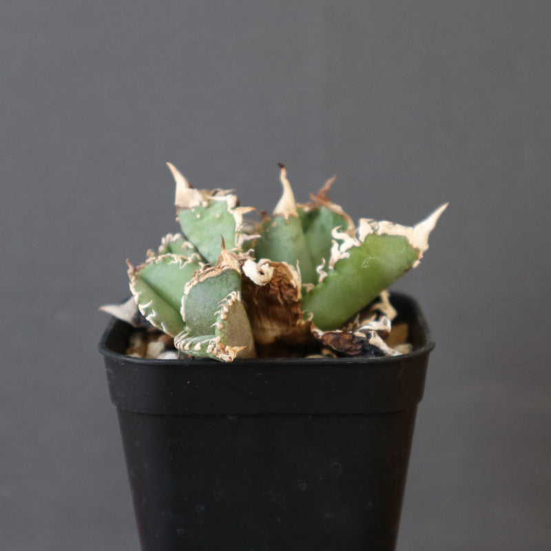 アガベ 白豪刺 EC2494 – TaiShoDo ONLINE SHOP