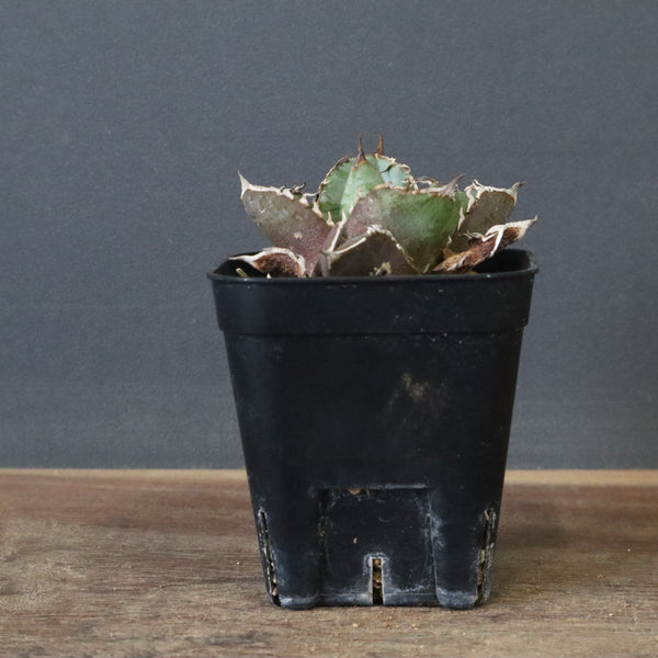 アガベSALE – TaiShoDo ONLINE SHOP アガベSALE – TaiShoDo ONLINE SHOP