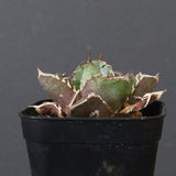 【DRAGON AGAVE】アガベ  CJ9   EC1256