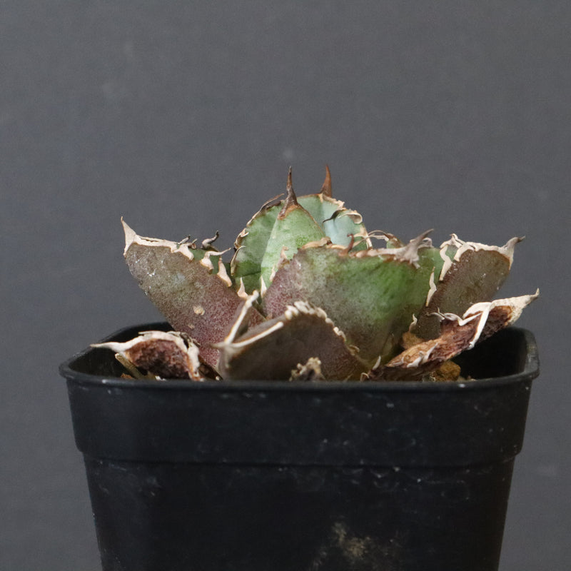 DRAGON AGAVE】アガベ CJ9 EC1256 – TaiShoDo ONLINE SHOP