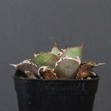 【DRAGON AGAVE】アガベ  CJ9   EC1256