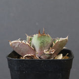 【DRAGON AGAVE】アガベ  CJ9   EC1256