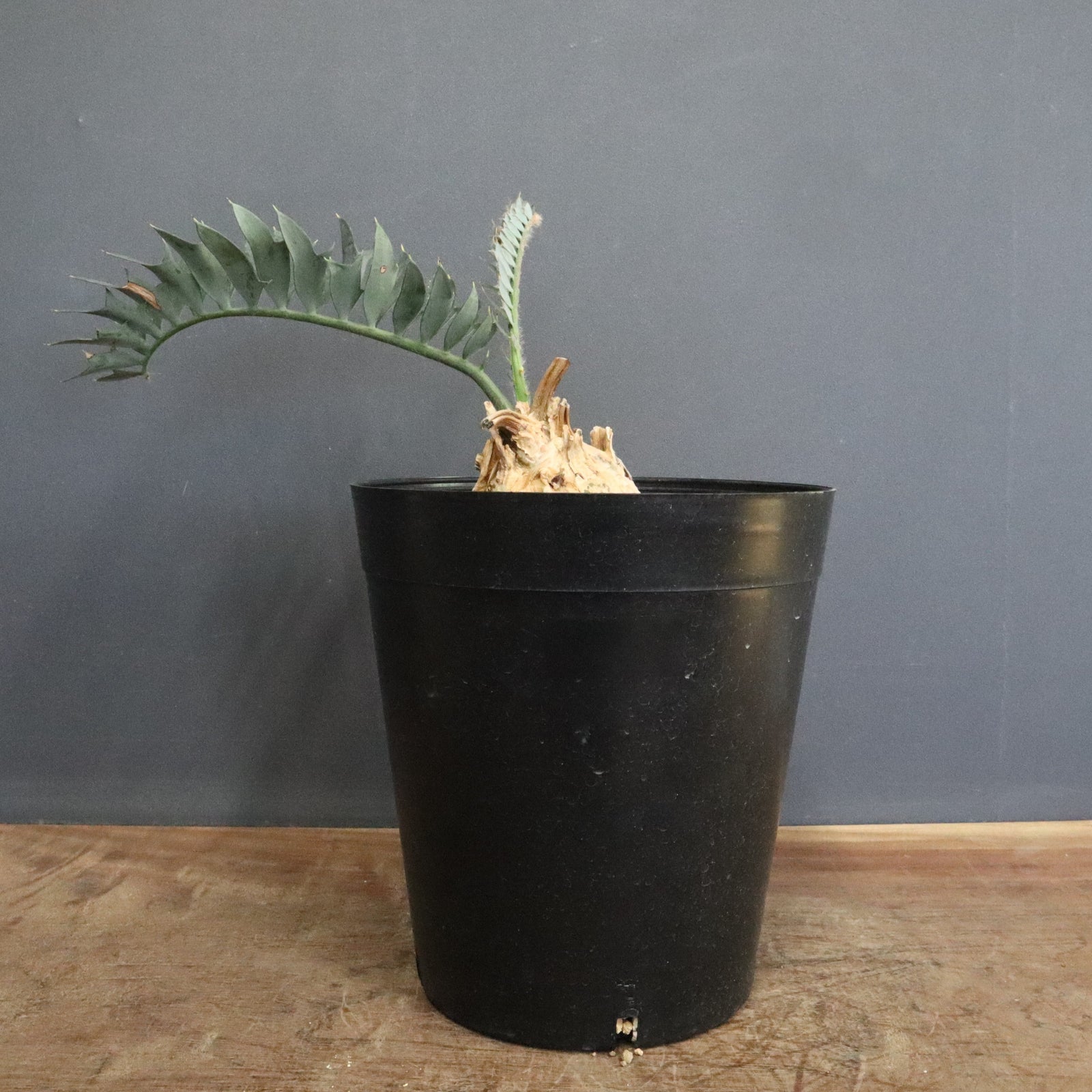 エンセファラルトス ホリダス 56 – TaiShoDo ONLINE SHOP