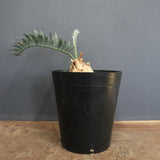 エンセファラルトス ホリダス 56