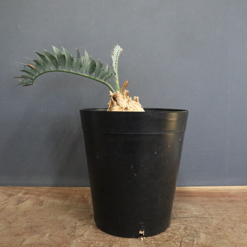 エンセファラルトス ホリダス 56