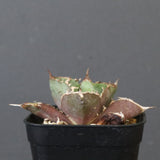 【DRAGON AGAVE】アガベ  CJ9   EC1256