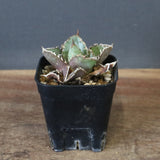 【DRAGON AGAVE】アガベ  CJ9   EC1256