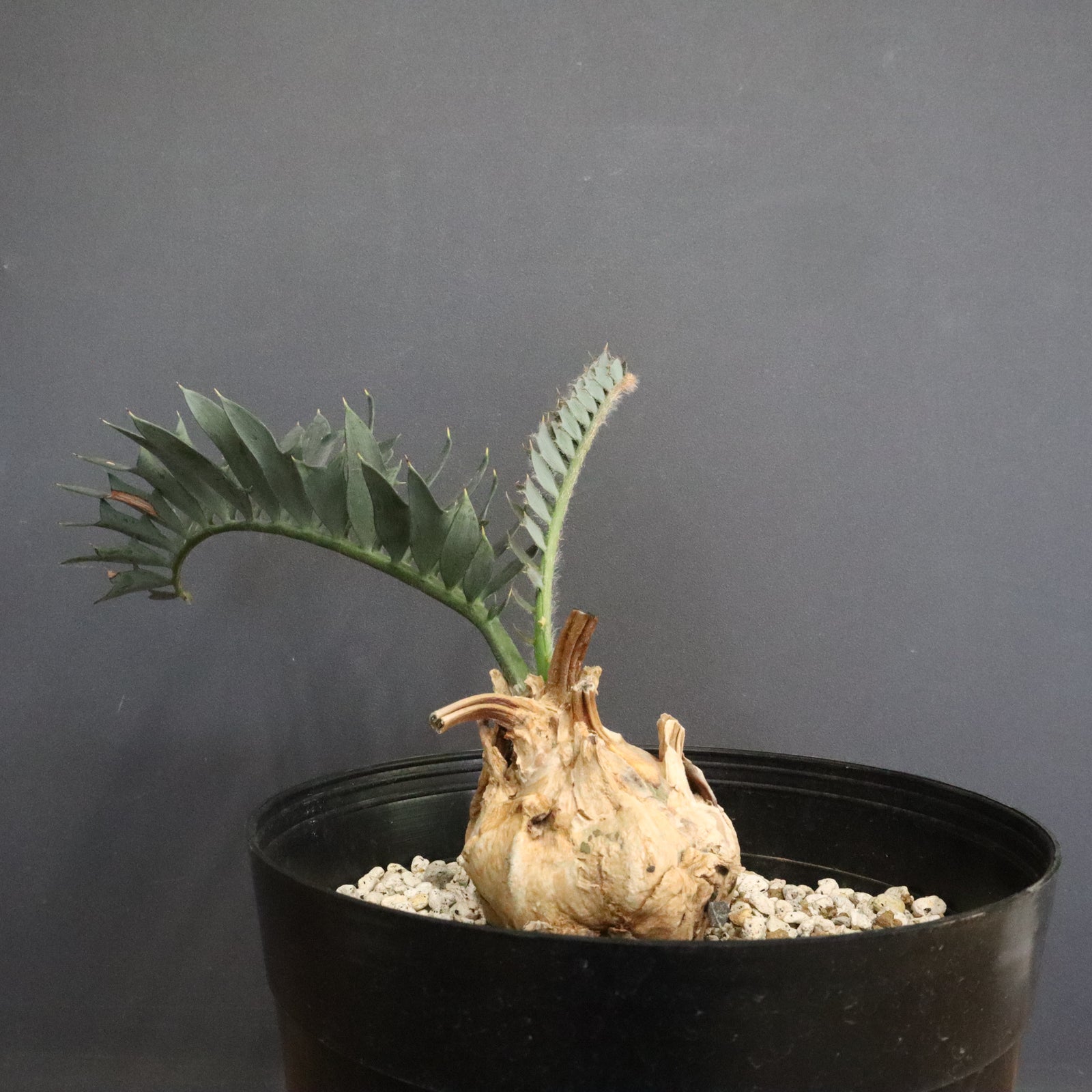 エンセファラルトス ホリダス 56 – TaiShoDo ONLINE SHOP